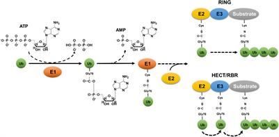 Exploitation of the Host Ubiquitin System: Means by Legionella pneumophila